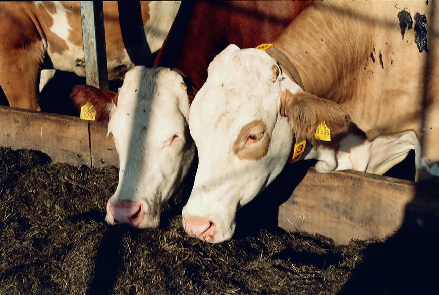 Robotiser simplement ses systèmes de distribution de nourriture animale avec SICK